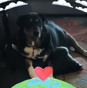 Meet your Posher, Patty